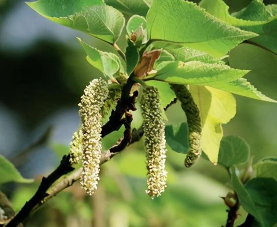 青铜树是什么，青铜树是什么组织（其实就是农村沟口路边常见的这种树）