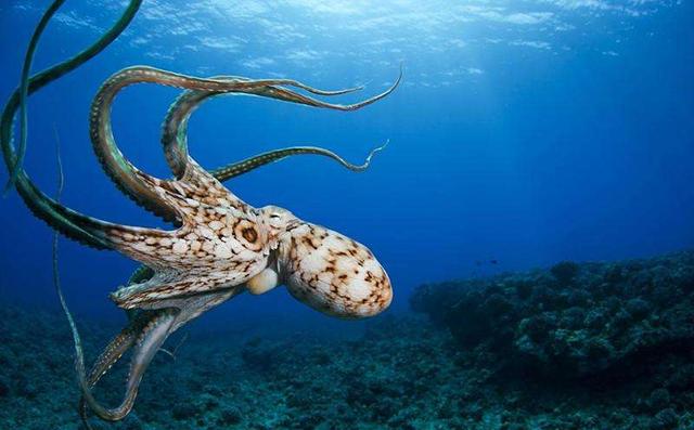 海底有哪些生物,海底世界一共有多少种生物(在世界上最深的海底)