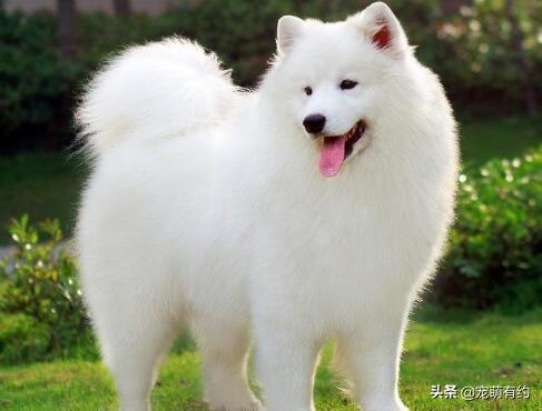 萨摩耶犬怎么训练，萨摩耶幼犬怎么训练（要想拥有一只乖巧听话萨摩耶犬）