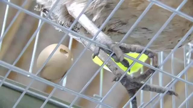 蛋笼的编织法大全图解,蛋笼的编法教程(鸡笼变“金窝”:年入百万元) 蛋笼的编织法大全图解,蛋笼的编法教程(鸡笼变“金窝”:年入百万元)