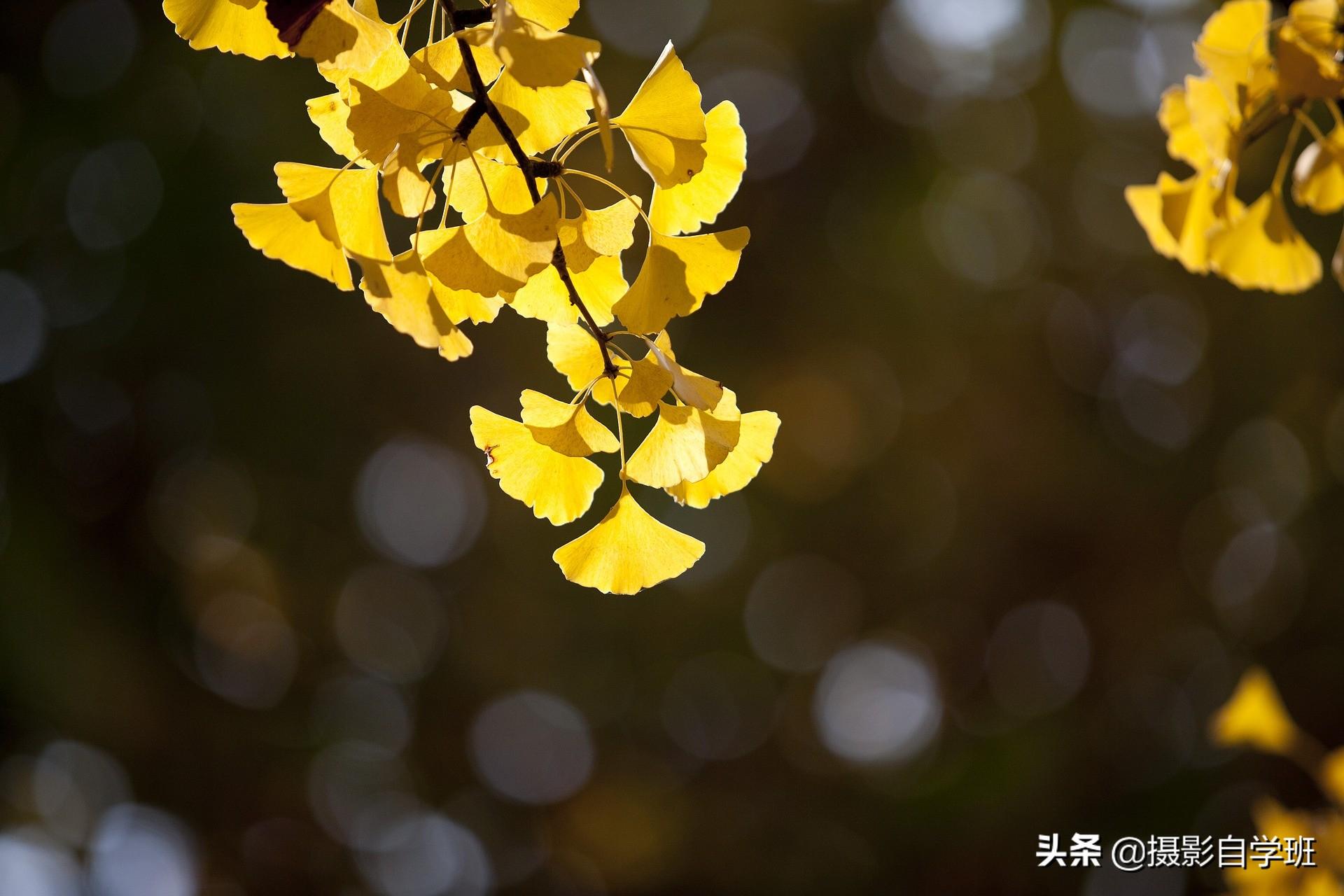 一,拍秋景银杏叶,减法该怎么做?