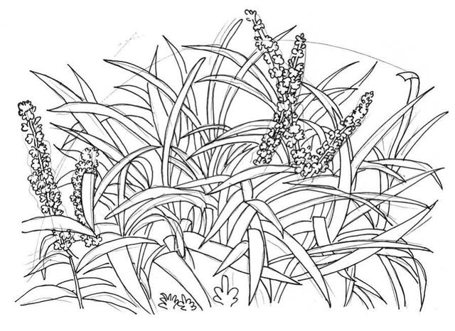 草的简笔画怎么画，草的简笔画怎么画 可爱拟人（超详细吉祥草钢笔画教程）