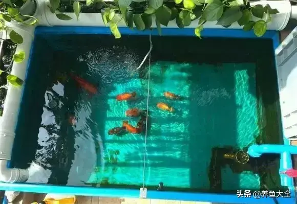金鱼缸价格，金鱼缸价格及图片（打造一个室内迷你生态园）