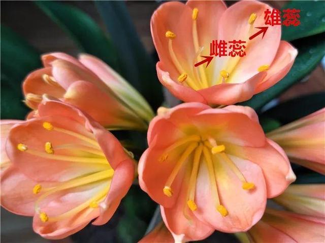 君子兰不开花怎么办才能开花，用“啤酒水”擦叶子