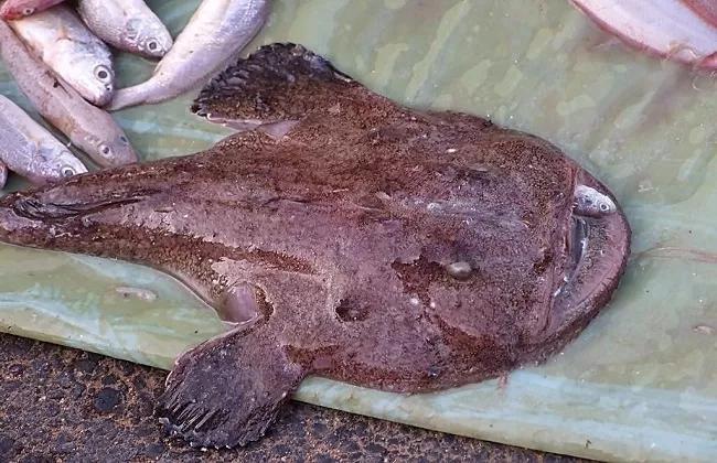 最丑的鱼——鮟鱇鱼.又名"海怪鱼"