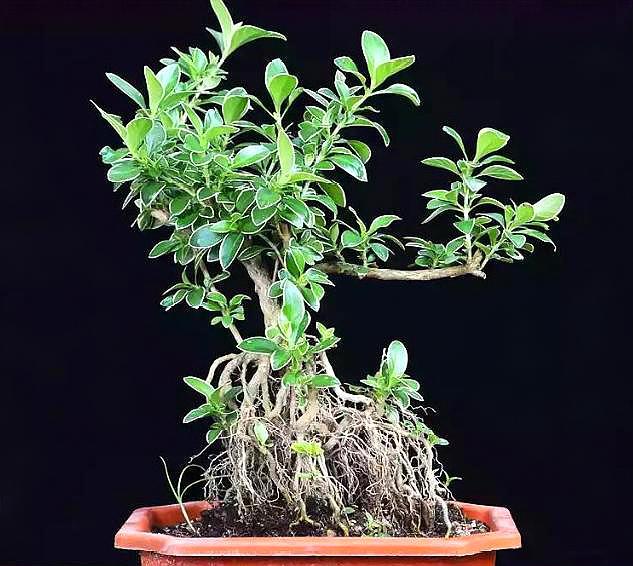 金边六月雪盆景造型(提根金边六月雪盆景) - 彝家农业网