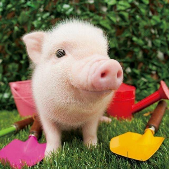 可爱猪猪头像微信，可爱猪猪头像（见过那么多猪）