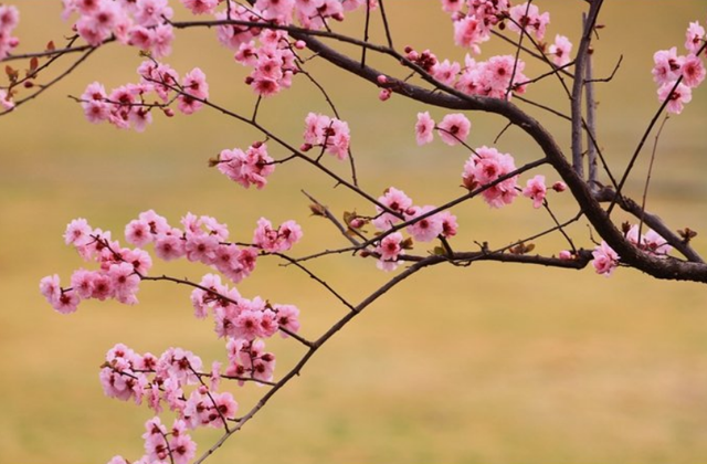 欲钱去树上找一找，欲钱去树上找一找是什么生肖（路过花瓣都能落头上）