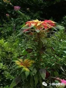 白牛胆的功效与作用，白牛胆的功效与作用禁忌（中药图片大全与功效）