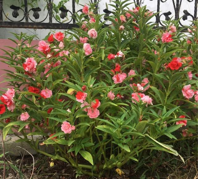 紫薇花什么季节开花，紫薇什么时候开花（温度高也不休眠）