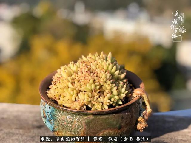很丧很失望——低眉.，皱着眉头哭丧（陪你度过寒冷的圣诞平安夜图片）