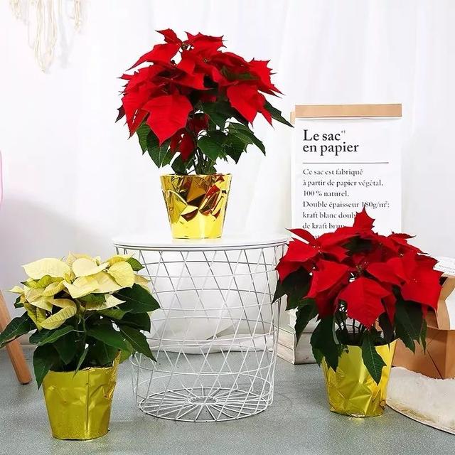 一帆风顺花有毒吗，一帆风顺花草有毒吗（家里养了宠物的朋友）