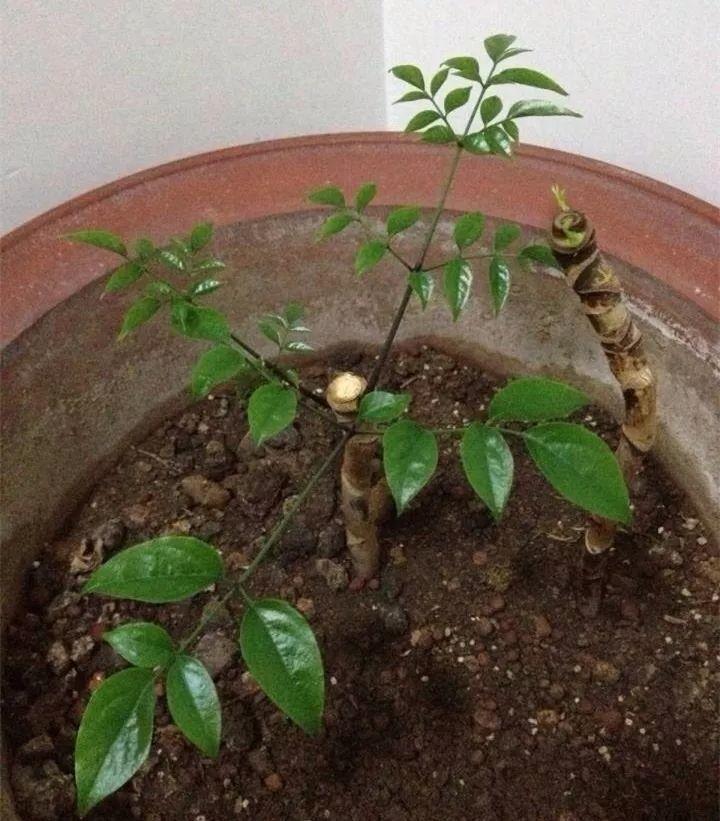 发财树插枝能活吗,发财树夏天也能扦插 - 玉三网