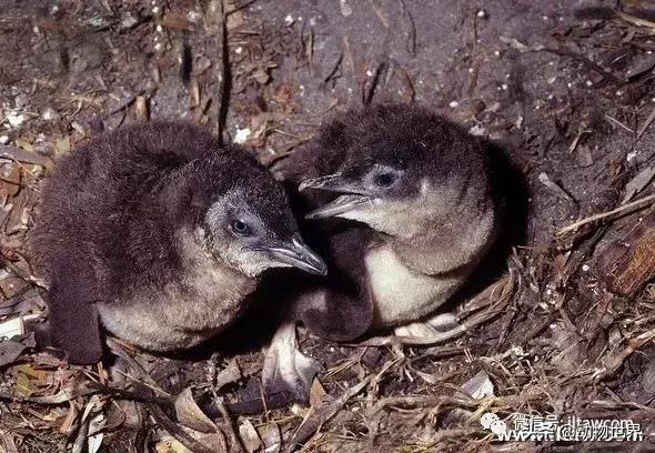 企鹅都有哪几种分别生活在哪里呢，企鹅都有哪些（详解世界上的18种企鹅<一>）