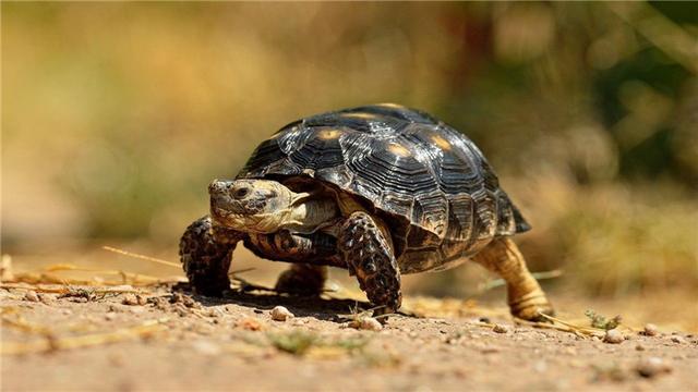 乌龟为什么不吃东西，夏天乌龟为什么会不吃东西（乌龟不吃东西怎么办）