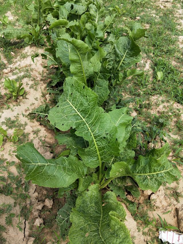 辣根的功效与作用，辣根的功效和作用有哪些（今日植物图片--辣根）