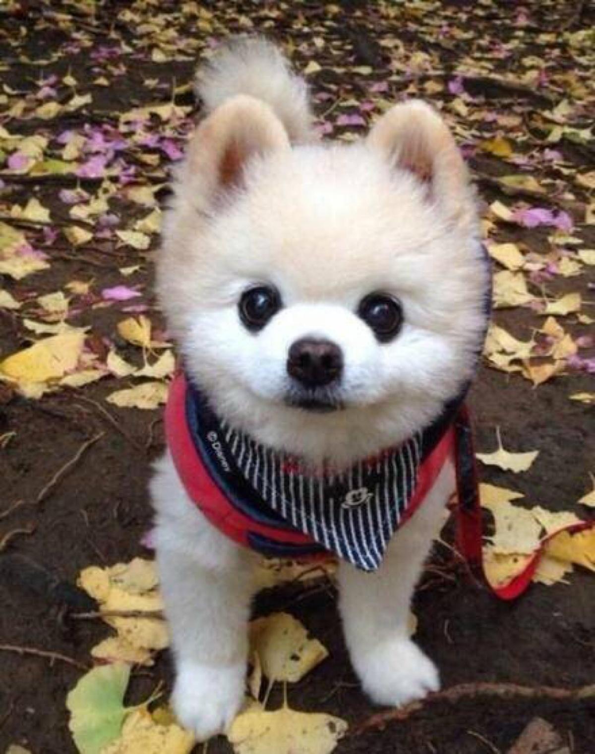 小西施犬多少钱一只(9种最受欢迎的小狗) - 价格百科