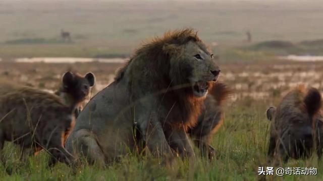 斑鬣狗和比特犬哪个厉害，斑鬣狗和比特犬哪个厉害点（比特犬能打过非洲鬣狗）