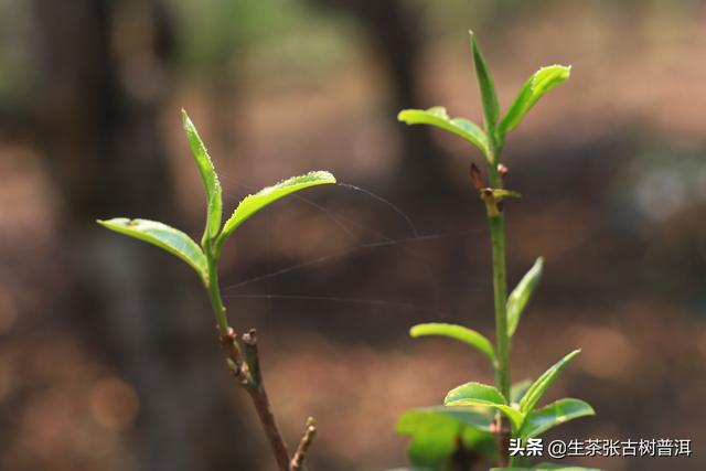 什么是乔木普洱茶，乔木普洱茶有哪些（<产地、形态特征、生长环境>）
