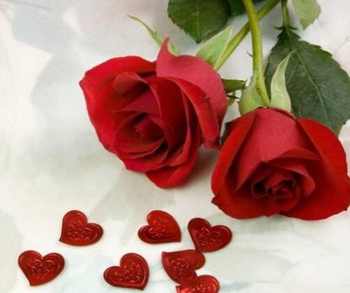 蔷薇杀手又怎样 最终还是落入你用花做的网三十万悬赏金是送你最后的礼物，蔷薇杀手又怎样,最终我还是是什么意思（十宗罪之蔷薇杀手图片）