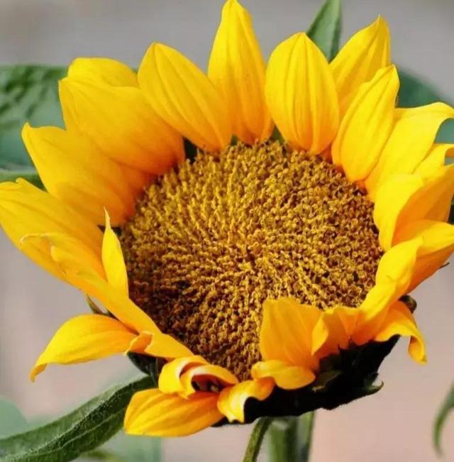 花卉图片及名称大全，常见绿植花卉及名称大全（100种常见花图鉴）