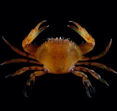 梭子是什么样的，梭子是啥玩意儿（生物相册•散落全世界的远亲）