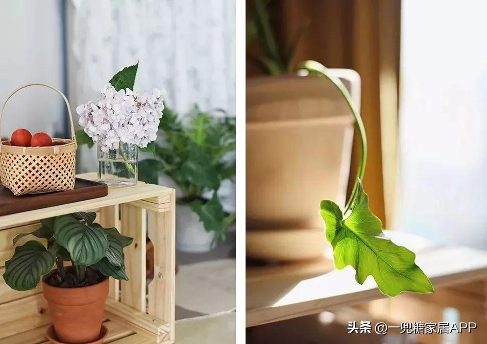 淘宝网花店(淘宝商城花卉市场)