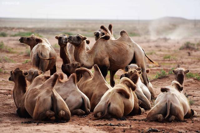 阿拉善属于哪个市，阿拉善在哪个省份哪个市（是自驾越野的荒凉秘境）