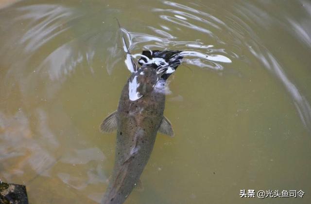 本地塘鲺鱼养殖，塘鲺鱼苗如何养殖（埃及塘虱鱼经历了什么）