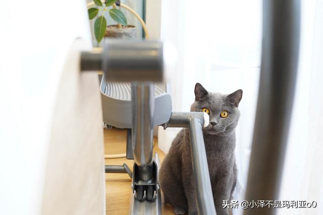 小泽玛利亚是干什么的，小则又沐风是什么梗（小姐姐手把手教你练习椭圆机）