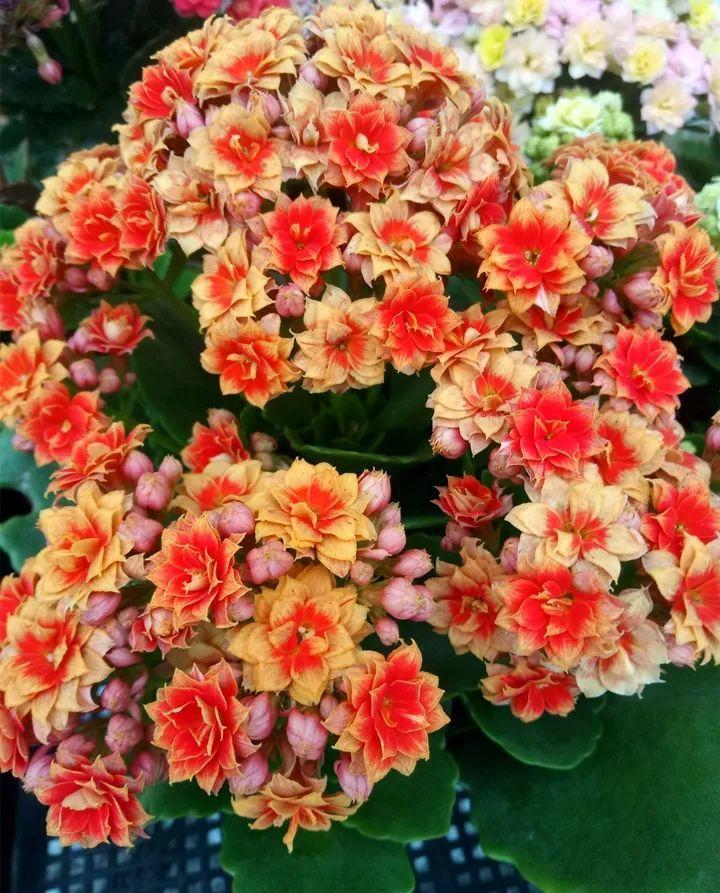 80个长寿花品种,全都美极了,只养1盆真的不够