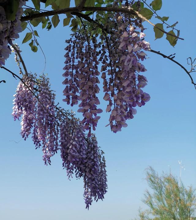 紫藤花的寓意是什么，林疑彩凤来。流霞绛紫虹叠瀑