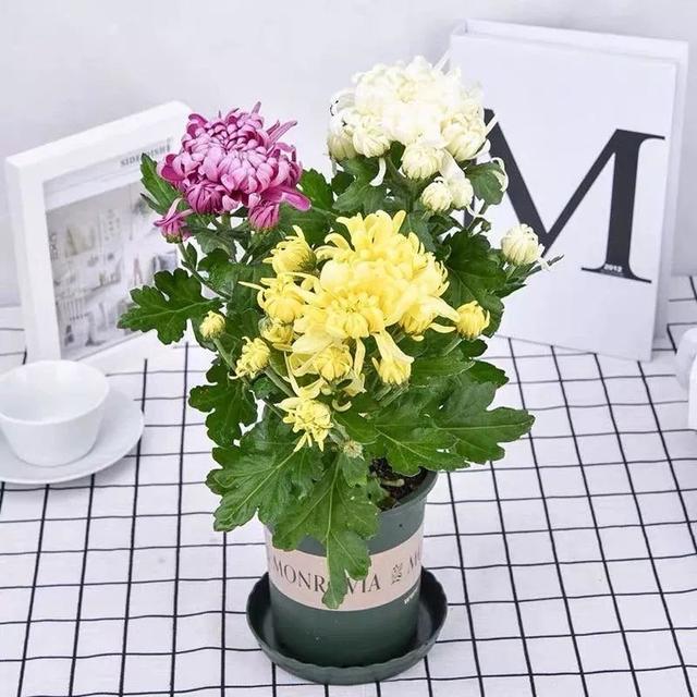 我国国花是什么花，中国国花是什么花（中国国花是什么花）