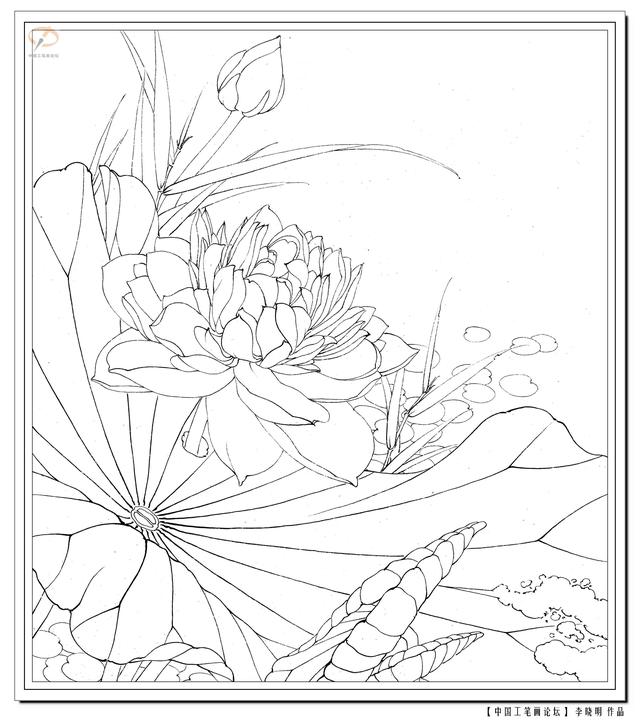 工笔荷花白描，高清工笔荷花白描 110幅