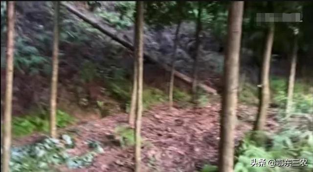 金丝楠木树苗，农村老人栽种15年的1000棵金丝楠木树