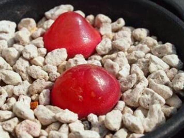 多肉灯泡的养殖方法，多肉植物 灯泡（多肉里的“小不点”灯泡）