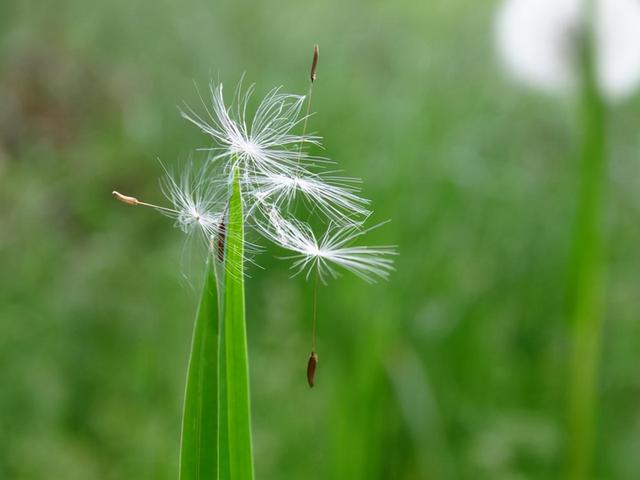 苍耳靠什么传播种子，举几个种子传播的例子（蒲公英妈妈靠什么传播种子）