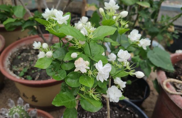 1,想让茉莉花小苗变老桩,用这"方法",简单快速,满树开花
