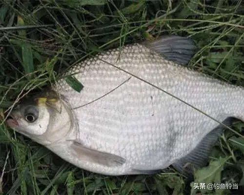 鱼下巴的营养价值，鲷鱼下巴的营养价值（既有营养价值又具有药用价值的鱼———鳊鱼）