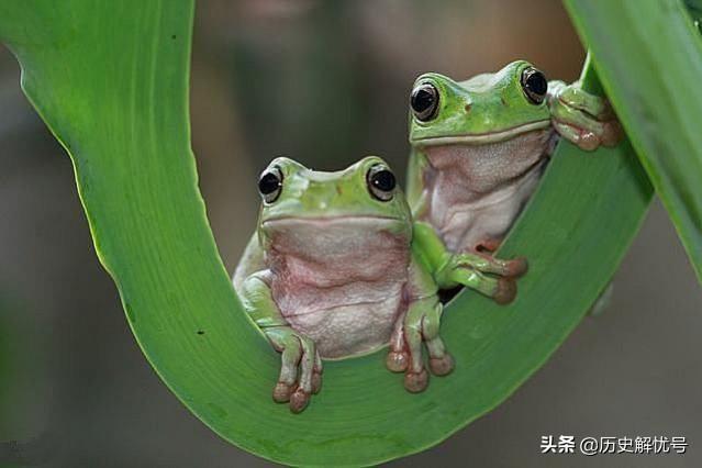 清高是骂人的意思吗，清高是什么意思（最文艺的词汇却构成最狠的话）
