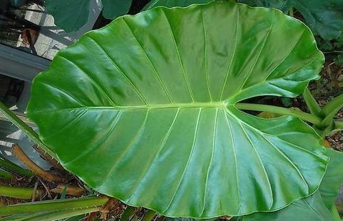 滴水观音盆栽注意事项，室内盆栽要如何管理呢（滴水观音的养殖方法和注意事项有哪些）