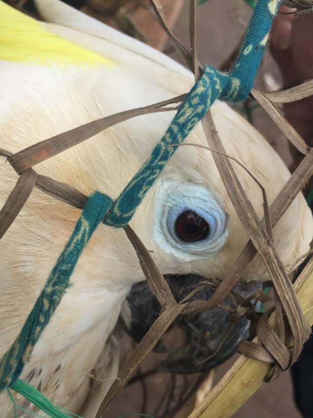 澳洲国王鹦鹉的寿命，世界上寿命最长的鹦鹉（逛国外鸟市蓝眼葵花鹦鹉仅30一只）