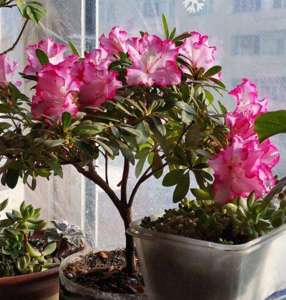 杜鹃花怎么浇水，杜鹃花浇水的正确方法（公认难养的杜鹃花）