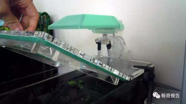 黄金眼镜蛇雷龙，黄金眼镜蛇饲养说明书（黄金眼镜蛇雷龙能长多大）