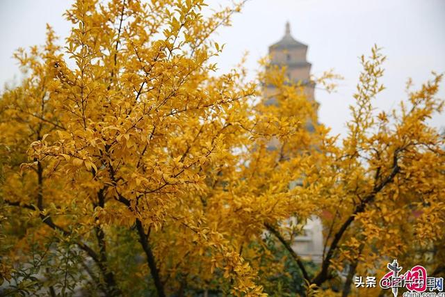 美丽的秋天图片，简单的秋天图片（来看全国各地五彩斑斓的迷人秋色）