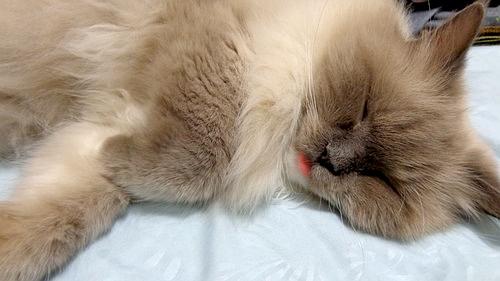 猫一直吐舌头后面死了(猫咪吐一小截舌头)