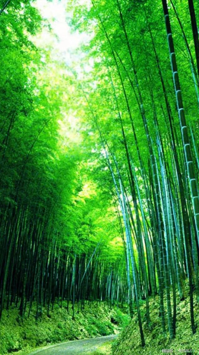 新竹郑燮拼音，每周一诗一百周<15>