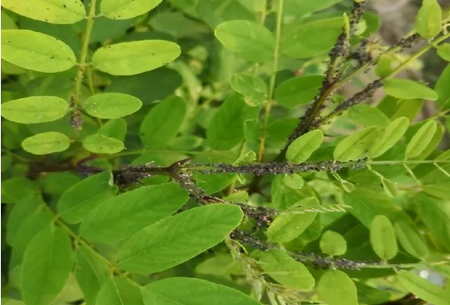 常见有害蚜虫，常见蚜虫种类介绍及防治方案大全