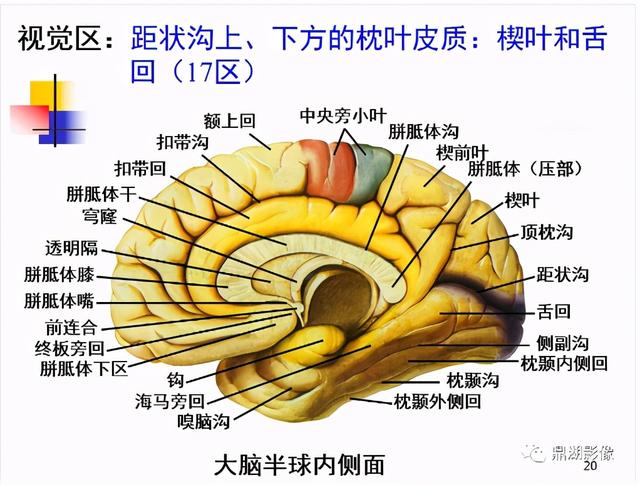 大脑杏仁体解剖图，高清大脑解剖图谱