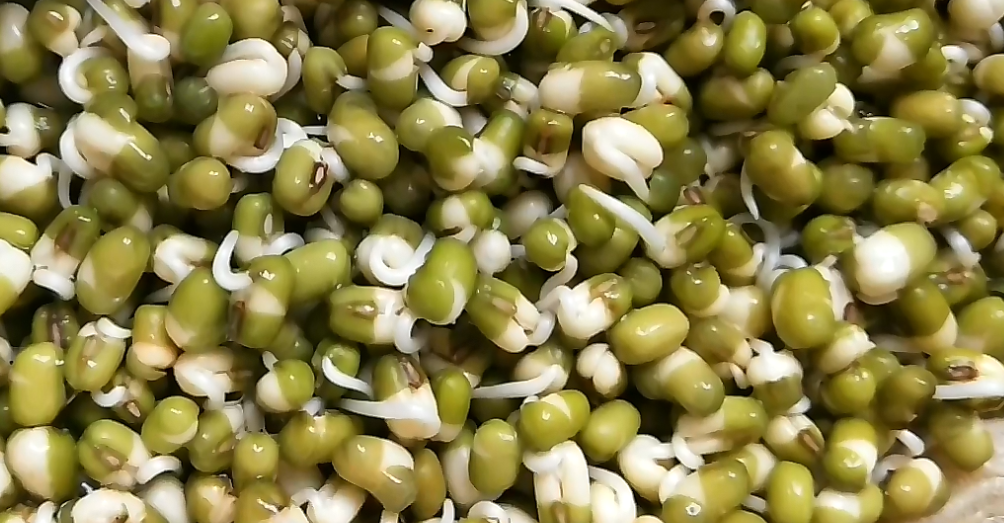 圖片[4]-發(fā)綠豆芽步驟圖 4天就能吃 又粗又壯好吃更安全-起舞食譜網